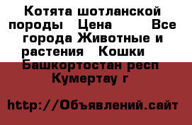 Котята шотланской породы › Цена ­ 40 - Все города Животные и растения » Кошки   . Башкортостан респ.,Кумертау г.